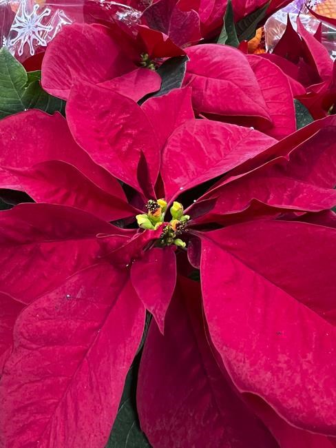 Not so fast: You could toss your poinsettias, or help them 'bloom' again next year | iNFOnews.ca Not so fast: You could toss your poinsettias, or help them 'bloom' again next year | iNFOnews.ca