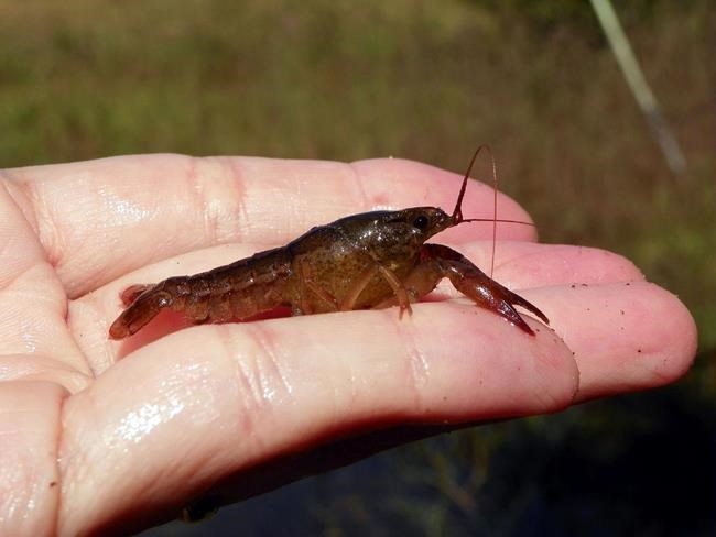 Most money for endangered species goes to a small number of creatures, leaving others in limbo | iNFOnews.ca Most money for endangered species goes to a small number of creatures, leaving others in limbo | iNFOnews.ca