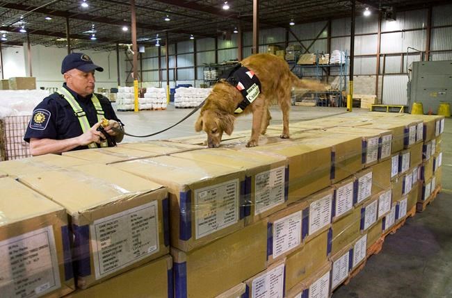 Detector dogs could help sniff out more fentanyl, firearms at border, review suggests | iNFOnews.ca