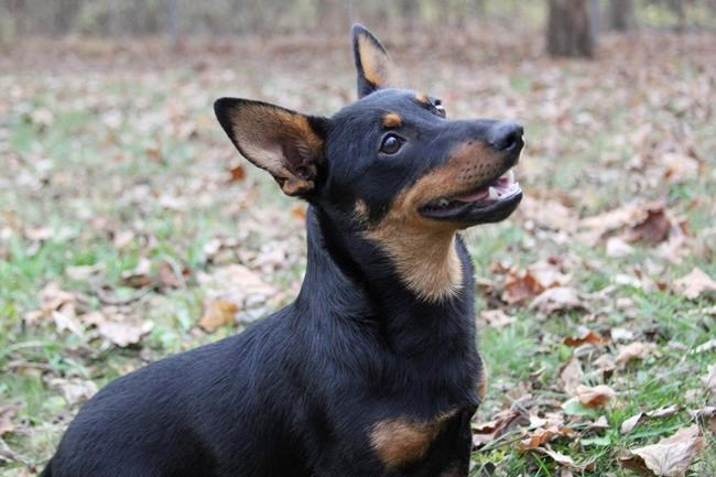 Meet the newest breed to join the American Kennel Club, a little dog with a big smile | iNFOnews.ca Meet the newest breed to join the American Kennel Club, a little dog with a big smile | iNFOnews.ca