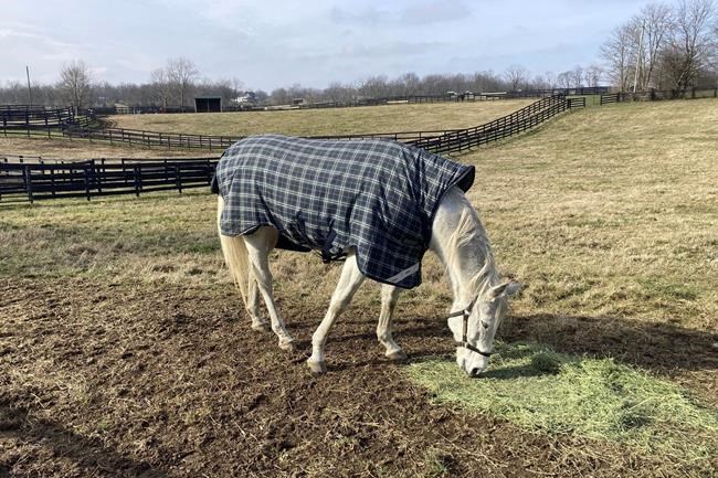 Founder of retirement thoroughbred farm in Kentucky announces he's handing over reins to successor | iNFOnews.ca