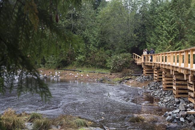 Conservation group buys out hunting rights in B.C. rainforest to protect wildlife | iNFOnews.ca