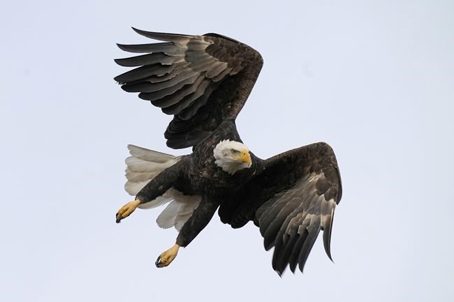 Arrest warrant issued for Montana man accused of killing thousands of birds, including eagles | iNFOnews.ca Arrest warrant issued for Montana man accused of killing thousands of birds, including eagles | iNFOnews.ca