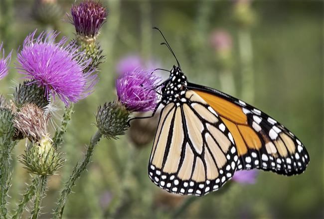 For 2024, some simple lifestyle changes can improve your little piece of the planet | iNFOnews.ca
