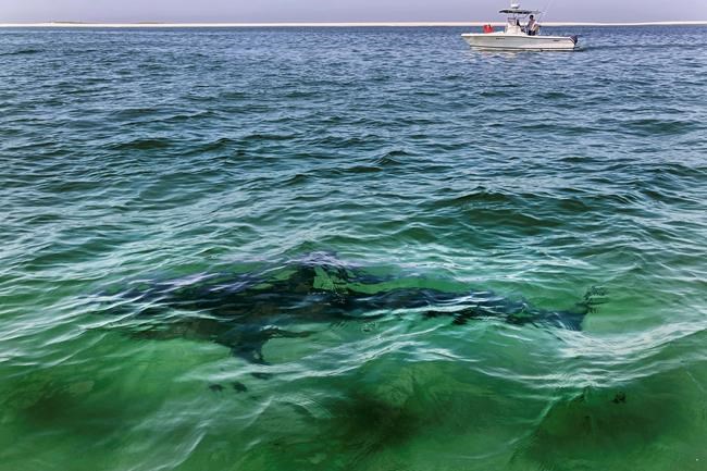 Rise in fishing-related shark deaths worldwide despite more anti-finning laws: study | iNFOnews.ca