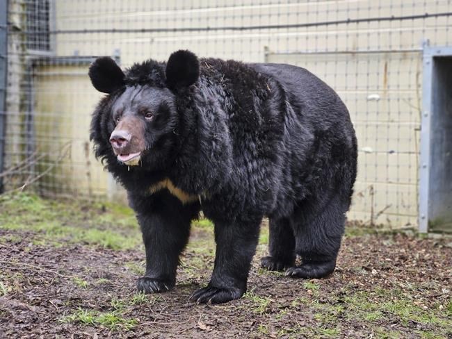 A refugee bear from a bombed-out Ukraine zoo finds a new home in Scotland | iNFOnews.ca