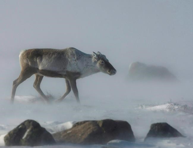 Conservationists still waiting on years-overdue recovery plan for Quebec's caribou | iNFOnews.ca Conservationists still waiting on years-overdue recovery plan for Quebec's caribou | iNFOnews.ca