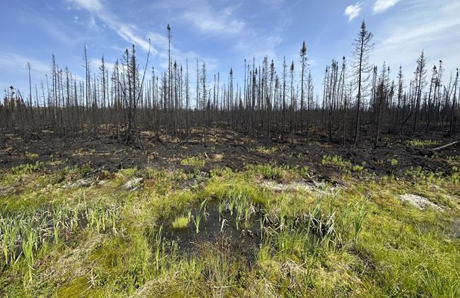 Quebec man who blamed wildfires on government pleads guilty to setting 14 fires | iNFOnews.ca
