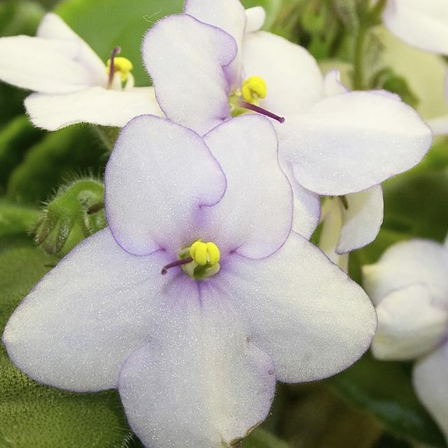 The shade-loving African violet is having its day in the sun | iNFOnews.ca The shade-loving African violet is having its day in the sun | iNFOnews.ca