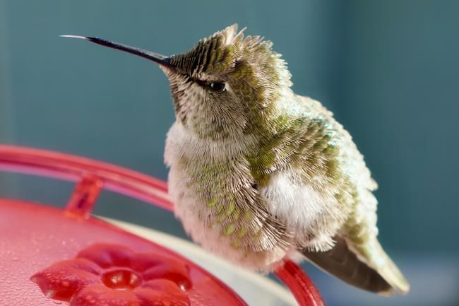 B.C. animal rescue group receives dozens of hummingbirds over cold, injuries | iNFOnews.ca B.C. animal rescue group receives dozens of hummingbirds over cold, injuries | iNFOnews.ca