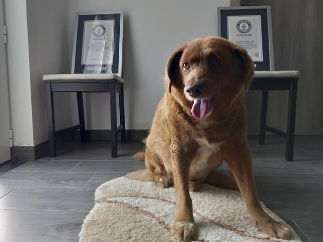 Guinness World Records suspends 'oldest dog ever' title for Portuguese canine during a review | iNFOnews.ca Guinness World Records suspends 'oldest dog ever' title for Portuguese canine during a review | iNFOnews.ca