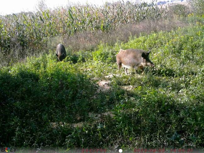 Quebec catches one of two wayward wild boars on the loose since September | iNFOnews.ca Quebec catches one of two wayward wild boars on the loose since September | iNFOnews.ca