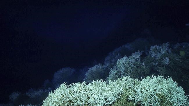 Largest deep-sea coral reef to date is mapped by scientists off the US Atlantic coast | iNFOnews.ca Largest deep-sea coral reef to date is mapped by scientists off the US Atlantic coast | iNFOnews.ca