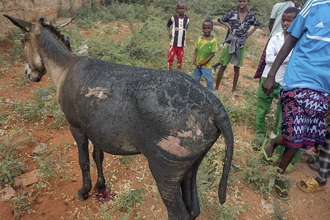 Donkey cart loaded with explosives kills a police officer and critically injures 4 others in Kenya | iNFOnews.ca Donkey cart loaded with explosives kills a police officer and critically injures 4 others in Kenya | iNFOnews.ca