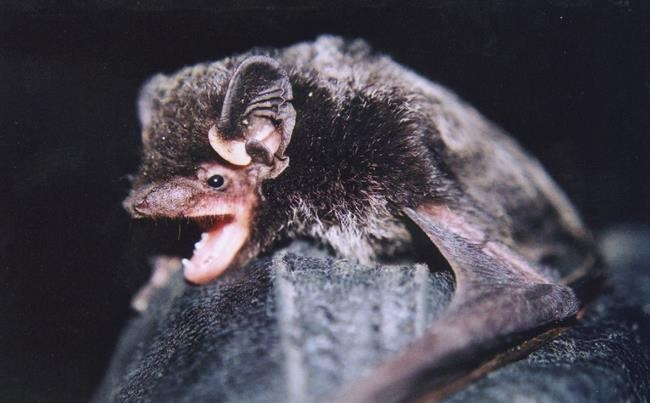 That tune coming from an old mine in B. C.? It's probably a bat, singing a love song | iNFOnews.ca