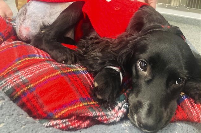 6-legged spaniel undergoes surgery to remove extra limbs and adjusts to life on 4 paws | iNFOnews.ca 6-legged spaniel undergoes surgery to remove extra limbs and adjusts to life on 4 paws | iNFOnews.ca