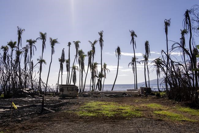 911 calls from Maui capture pleas for the stranded, the missing and those caught in the fire's chaos | iNFOnews.ca 911 calls from Maui capture pleas for the stranded, the missing and those caught in the fire's chaos | iNFOnews.ca