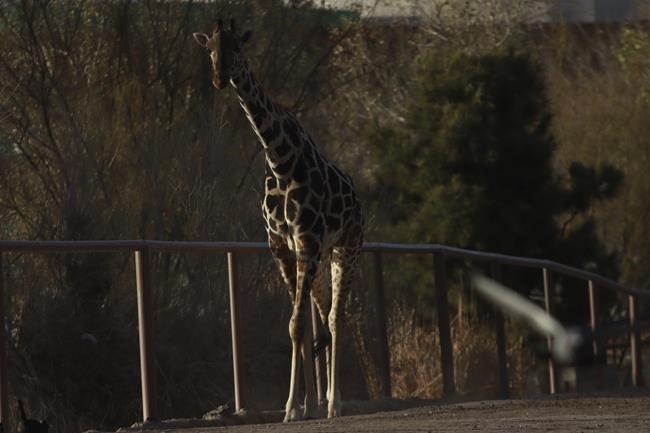 Gangly adolescent giraffe Benito has a new home. Now comes the hard part - fitting in with the herd | iNFOnews.ca