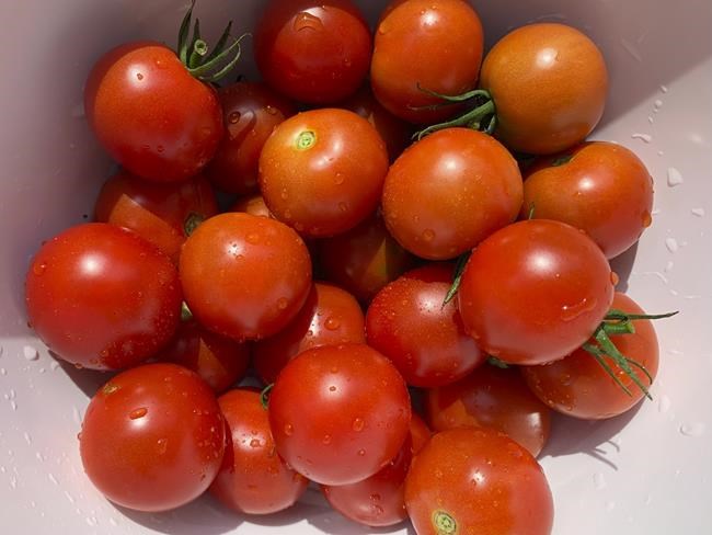 Which vegetables to plant come spring? Depends on your taste - and your grocery bill | iNFOnews.ca