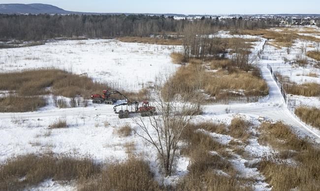 'Sabotage': Nails placed in tree trunks at future Quebec EV battery plant site | iNFOnews.ca 'Sabotage': Nails placed in tree trunks at future Quebec EV battery plant site | iNFOnews.ca