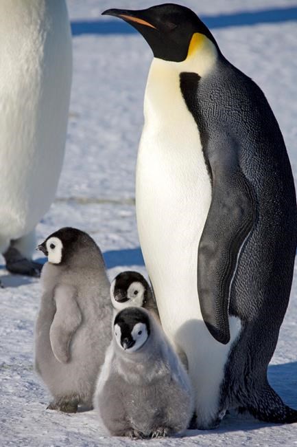 Scientists spot previously unknown colonies of emperor penguins in Antarctica | iNFOnews.ca Scientists spot previously unknown colonies of emperor penguins in Antarctica | iNFOnews.ca