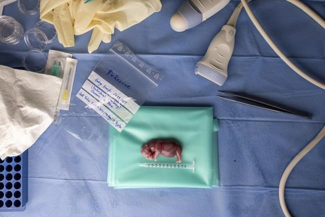 A rhino got pregnant from embryo transfer, in a success that may help nearly extinct subspecies | iNFOnews.ca