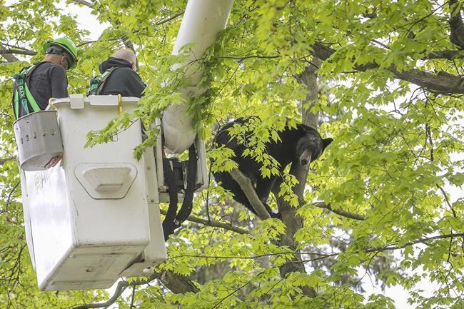 A bear was killed by a hunter months after it captivated a Michigan neighborhood | iNFOnews.ca