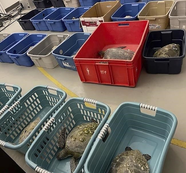 Scores of North Carolina sea turtles have died after being stunned by frigid temperatures | iNFOnews.ca