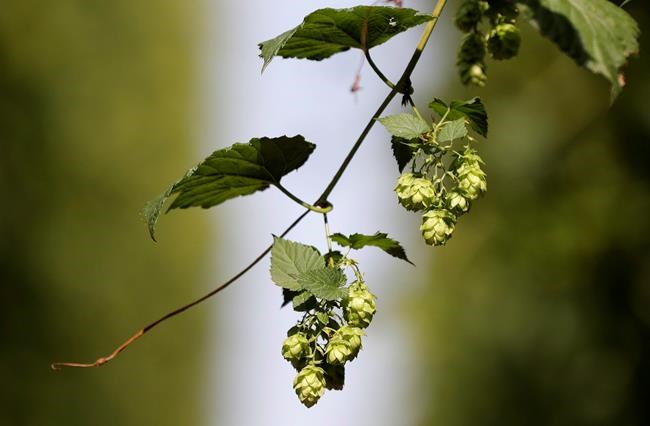 B.C. hops farm, director fined over $1M after alleged fraud: securities commission | iNFOnews.ca B.C. hops farm, director fined over $1M after alleged fraud: securities commission | iNFOnews.ca