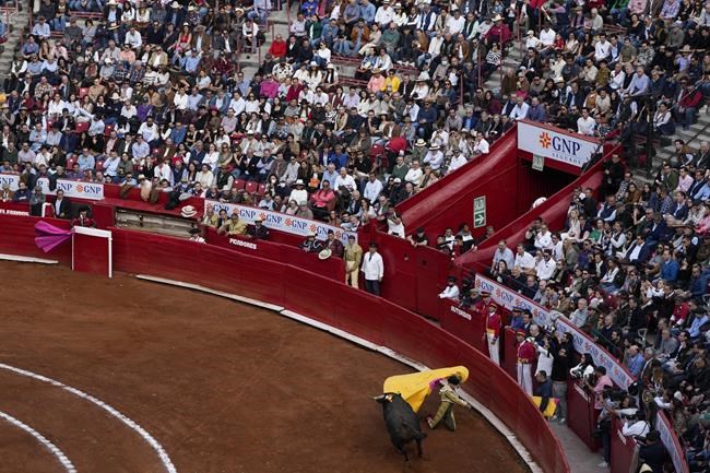 Federal court once again suspends bullfights in Mexico City, as activists and supporters lock horns | iNFOnews.ca Federal court once again suspends bullfights in Mexico City, as activists and supporters lock horns | iNFOnews.ca