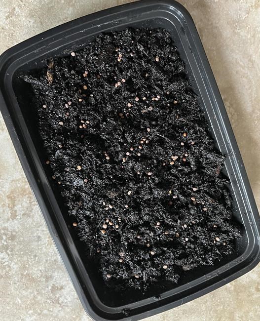 For a winter gardening project with a gourmet touch, try growing microgreens | iNFOnews.ca