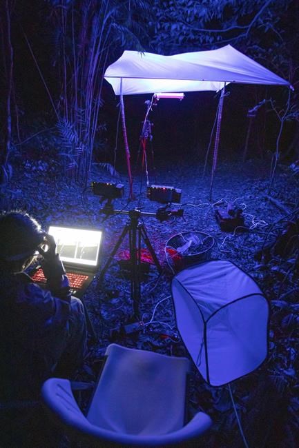 Are insects drawn to light? New research shows it's confusion, not fatal attraction | iNFOnews.ca Are insects drawn to light? New research shows it's confusion, not fatal attraction | iNFOnews.ca