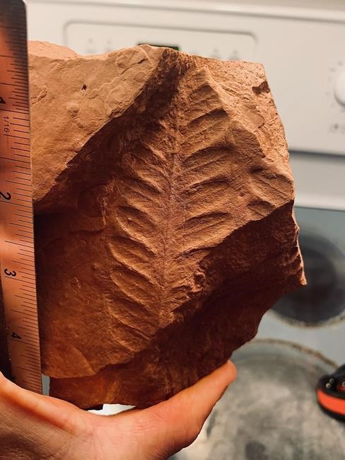 Land before dinosaurs: Fossils from Permian era exposed in P.E.I. after Fiona storm | iNFOnews.ca Land before dinosaurs: Fossils from Permian era exposed in P.E.I. after Fiona storm | iNFOnews.ca