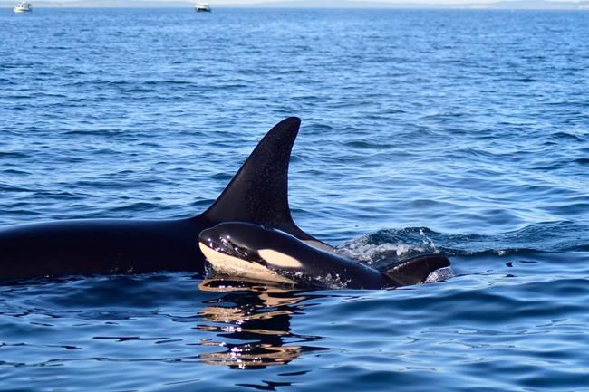 Christmas calf born to southern residents orca is missing, presumed dead | iNFOnews.ca