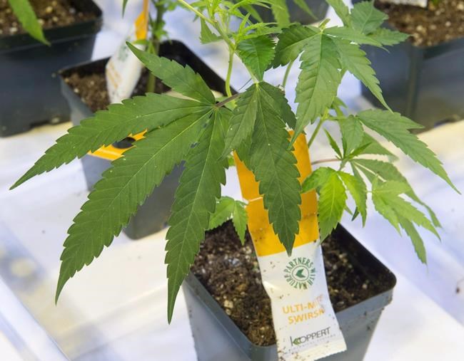 Aurora Cannabis to consolidate shares on a one-for-10 basis | iNFOnews.ca Aurora Cannabis to consolidate shares on a one-for-10 basis | iNFOnews.ca