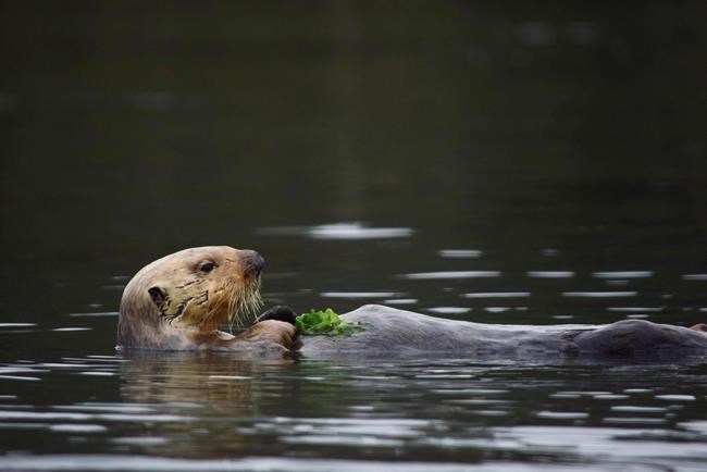 Hungry sea otters are helping save California's marshlands from erosion | iNFOnews.ca