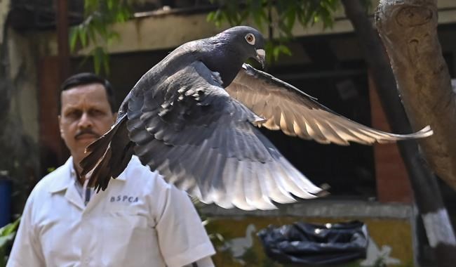 Indian police clear a suspected Chinese spy pigeon after 8 months in bird lockup | iNFOnews.ca Indian police clear a suspected Chinese spy pigeon after 8 months in bird lockup | iNFOnews.ca