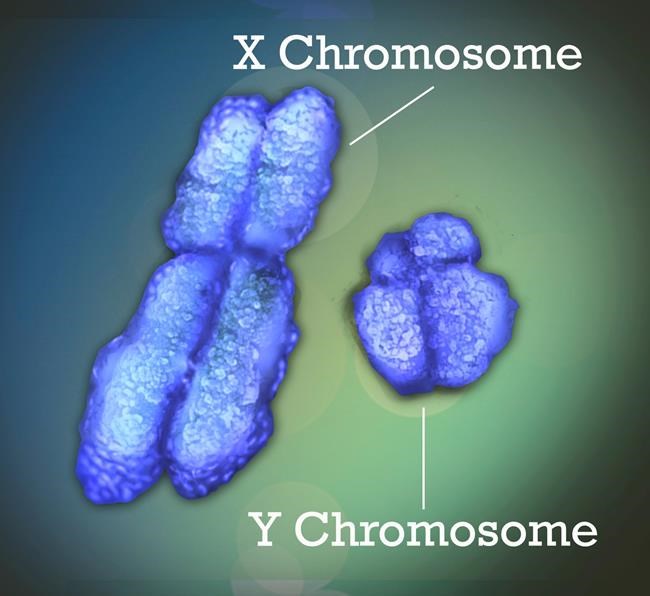 Lupus and other autoimmune diseases strike far more women than men. Now there's a clue why | iNFOnews.ca Lupus and other autoimmune diseases strike far more women than men. Now there's a clue why | iNFOnews.ca