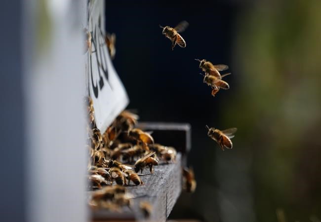 B.C.'s dramatic temperature swings put stress on bees and cattle | iNFOnews.ca B.C.'s dramatic temperature swings put stress on bees and cattle | iNFOnews.ca
