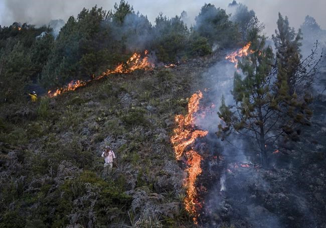 How climate change contributes to wildfires like Chile's | iNFOnews.ca