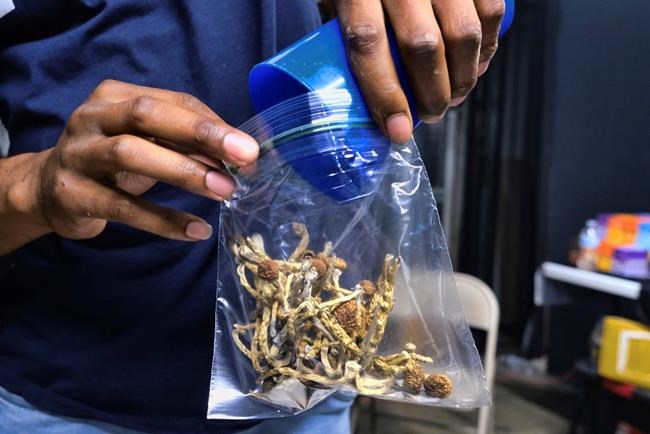 California could legalize psychedelic therapy after rejecting 'magic mushroom' decriminalization | iNFOnews.ca California could legalize psychedelic therapy after rejecting 'magic mushroom' decriminalization | iNFOnews.ca