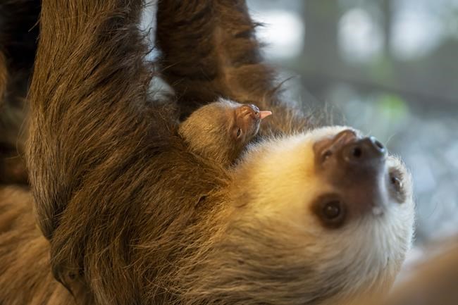 Florida zoo welcomes furry baby Hoffman's two-toed sloth | iNFOnews.ca