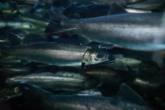 B.C. environmental groups request review of tire chemical linked to salmon deaths | iNFOnews.ca