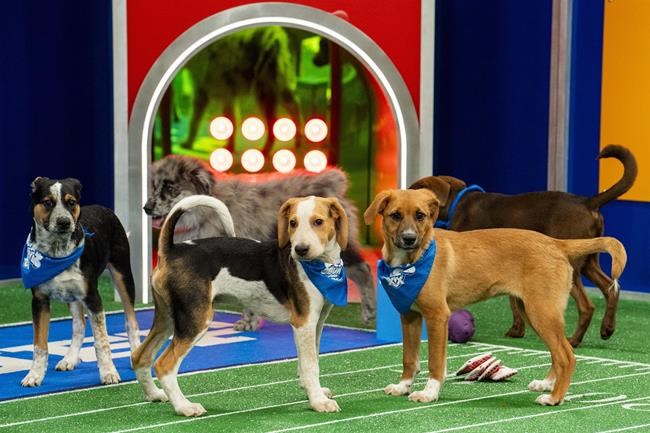 'Puppy Bowl' celebrates a big anniversary this year, one that shelter and rescue pups will cheer | iNFOnews.ca 'Puppy Bowl' celebrates a big anniversary this year, one that shelter and rescue pups will cheer | iNFOnews.ca