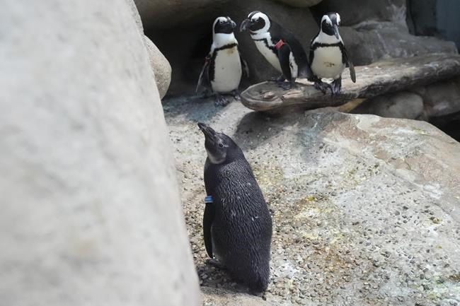 A baby boom of African penguin chicks hatches at a San Francisco science museum | iNFOnews.ca