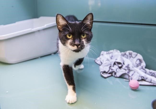 Ban on several cosmetic surgeries for pets now in effect in Quebec | iNFOnews.ca Ban on several cosmetic surgeries for pets now in effect in Quebec | iNFOnews.ca