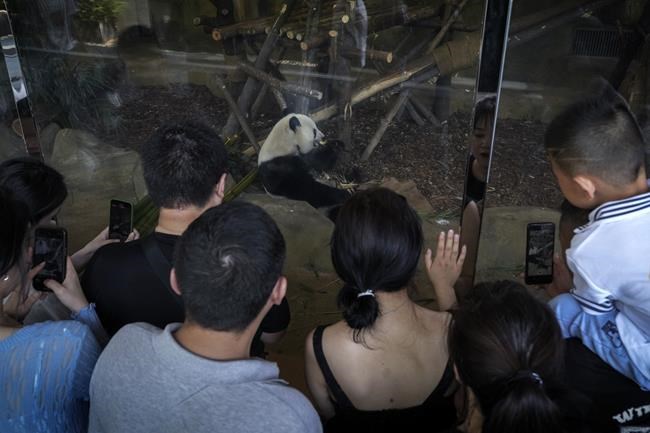 Here's what happened to a man who broke a panda park's strict dietary rules | iNFOnews.ca