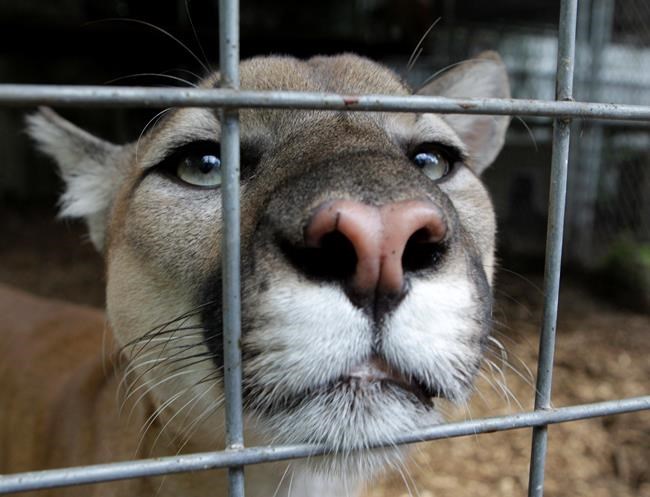 One person taken to hospital after cougar attack in Banff National Park | iNFOnews.ca One person taken to hospital after cougar attack in Banff National Park | iNFOnews.ca
