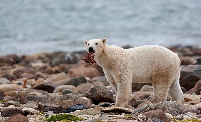 For threatened polar bears, the climate change diet is a losing proposition | iNFOnews.ca For threatened polar bears, the climate change diet is a losing proposition | iNFOnews.ca