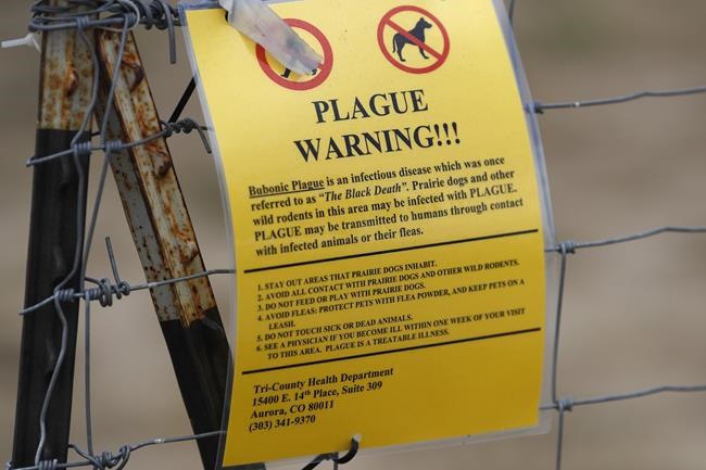An Oregon resident was diagnosed with the plague. Here are a few things to know about the illness | iNFOnews.ca An Oregon resident was diagnosed with the plague. Here are a few things to know about the illness | iNFOnews.ca